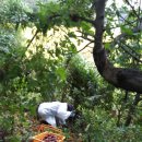 초촌농장 이미지