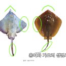 간재미홍어 가오리와의 차이 이미지