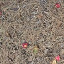 서천 마량리 동백나무 숲 이미지