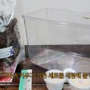 하이밀 | 🌿 워킹맘의 퇴근 후 자연 교실 – 하이밀 아기 사마귀 키우기 후기 + 필수 관리 TIP