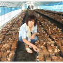 금보농장 이미지