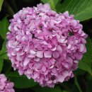 132599 조연진 개인과제 Ethylene Gas for Defoliation of Hydrangea 이미지