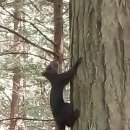 소리나무숲