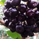 아로니아베리 성분과 놀라운 효능 이미지