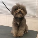 다다다펫그루밍 이미지