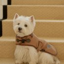 (주)봄앤 | 지방러의 첫 메가주 일산 펫페어 후기 킨텍스 주차 + 애견동반식당