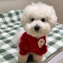 아이스방구 | 2025년 가을 마무리:) 쇼파드 아이스큐브 웨딩밴드, 롯데백화점 웨이팅 없이 방문한 후기 등등