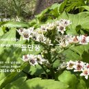돌단풍 & 죽단화 야생화를 찾아서(66) 대전 남선공원 이미지