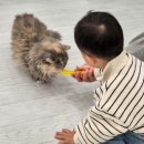 캣플헤븐 AK플라자금정점 이미지