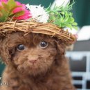 초코네 애견샵 이미지