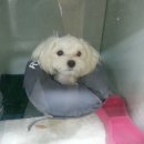 애니힐동물병원