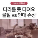 디딤동물병원 | 강아지 다리 못 디딤, 낙상 후 골절 vs 인대 손상 구분법과 수술이 필요한 경우 - 울산 에스동물병원