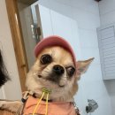 포도밭 댕댕이 펜션 이미지