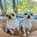 멍지중지 이미지