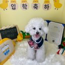 멍문대 애견유치원 이미지