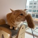 에어묘앤비 이미지