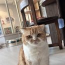 아가마미 고양이카페 이미지