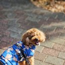 협재여유 | [공지] 애견동반 제주 여행 2일차 후기｜협재해수욕장 맛집·카페·한림공원까지 여유 코스 추천