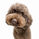 아이큐25시 이미지