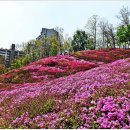 철쭉동산 이미지