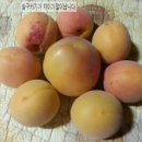이재익 농장 네이버블로그