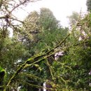 레드우드 이미지