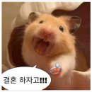 제이의선택