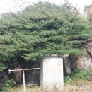 줄사철나무, 남해 금산에 자생하고 있다···5m 국내최대 이미지
