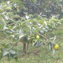 나의살던고향은 이미지