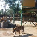 호랑이농장 이미지