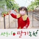 쌍둥이딸기농원 | 용인 쌍둥이딸기농원에서 딸기따기체험하기