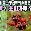 산초나무 효능 산초나무 먹는 법 열매 이미지