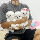 우아펫 대전점 이미지