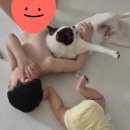 성화보조기 | 8개월 아기와 애개육아 중, 고래수산 꽃게 주문 후기 (내돈내산)