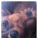 퍼피니스 | 애견카페 퍼피니스방문기 하나