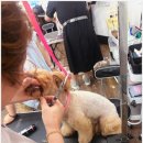 희망 애견 미용실 이미지