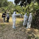 형제조류 이미지