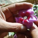 무궁화파크 이미지