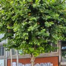 한´s돈까스 이미지