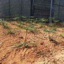 금송농장2 이미지