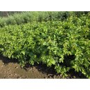 느릅농장 이미지