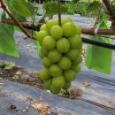 용암농장 이미지