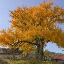 홍산객사 은행나무 이미지