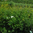 건강한 약초 이미지