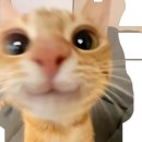 나만 없어 고양이 이미지