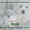 클로버 동물병원 이미지