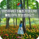 (주)에스지엠 아산지점 | 아산 피나클랜드 불꽃놀이 튤립 주차 수선화 축제 실시간 개화