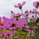 코스모스 이미지
