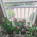 베란다정원 겨울나기 준비 이미지