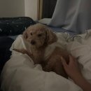 남양주동물병원 | 🐶 강아지 스케일링 발치 후기｜노령견 마취 괜찮을까? 실제 후기 남양주 동물병원 (최배동)